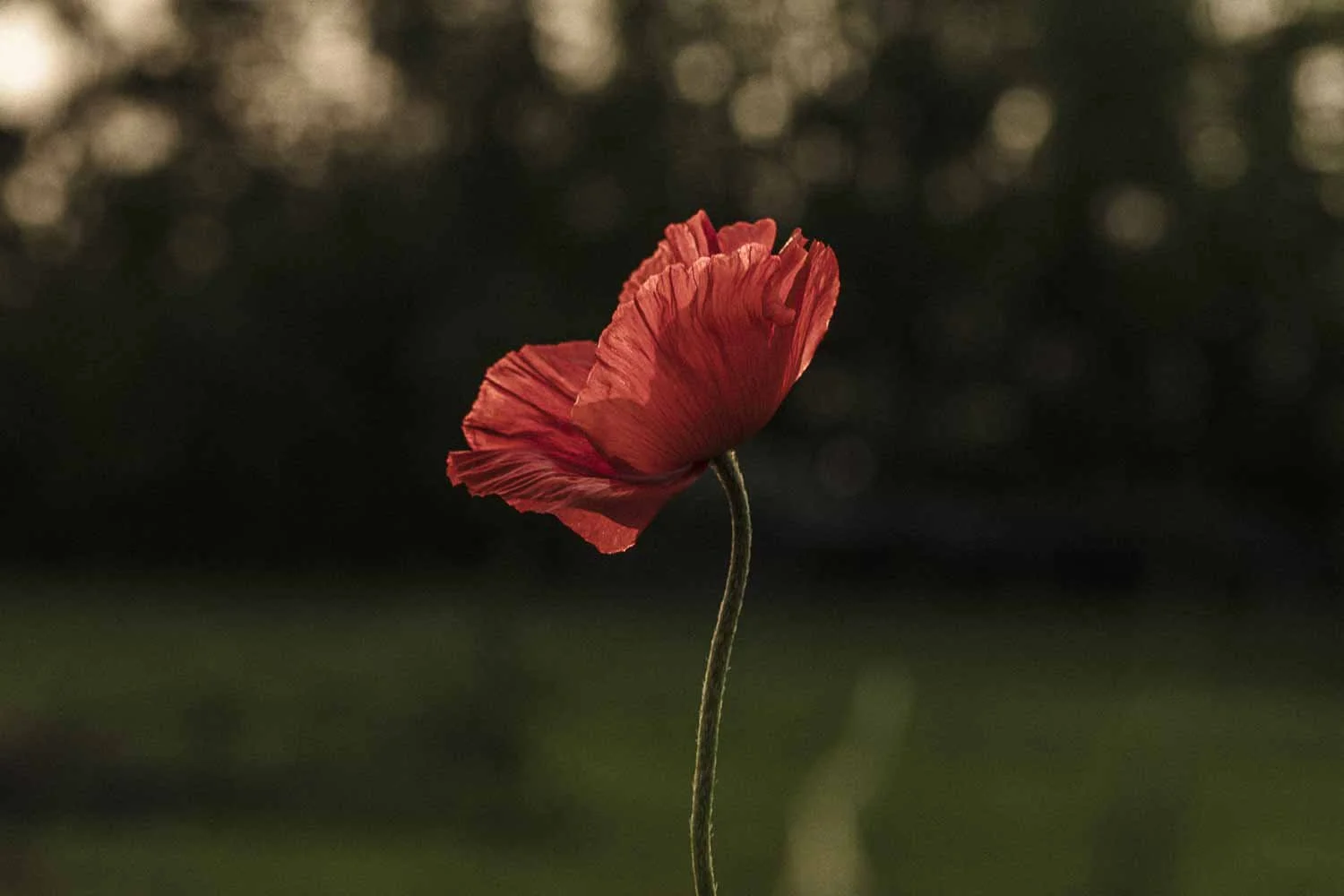poppy season