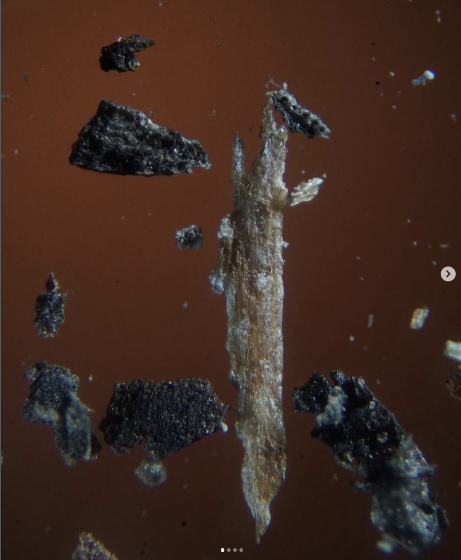 Microscopic debris collected from the forest floor of Bow Valley National Park.