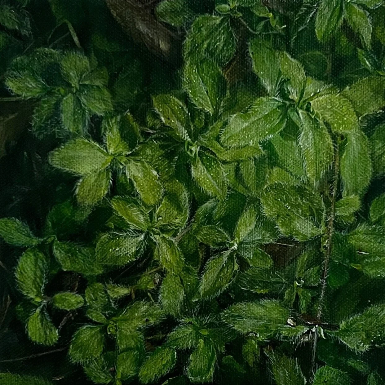 somehow painting intimately scaled leaf portraits is calming to my brain 🙂&zwj;↕️

&ldquo;Gather&rdquo;
2026
oil and acrylic on canvas 
6 x 6 inches
available, DM for all inquiries

#arte #art #artistlife #naturepainting #leafpainting #acrylicpainti