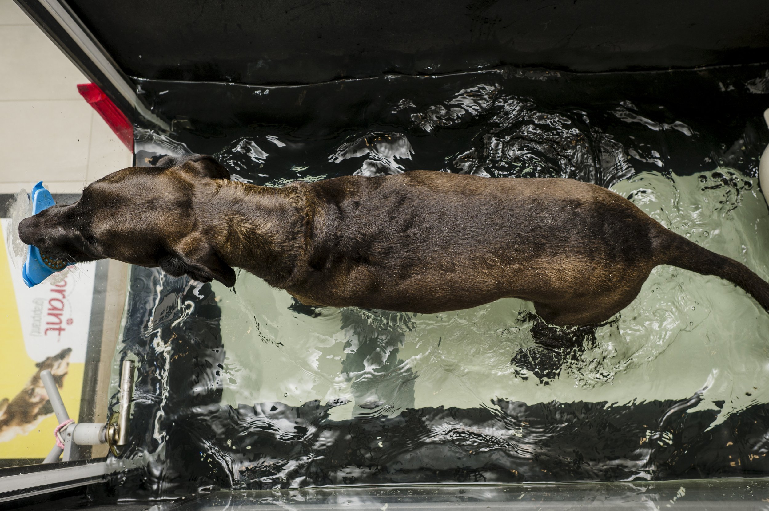 Dog in hydrotherapy treadmill walking in water