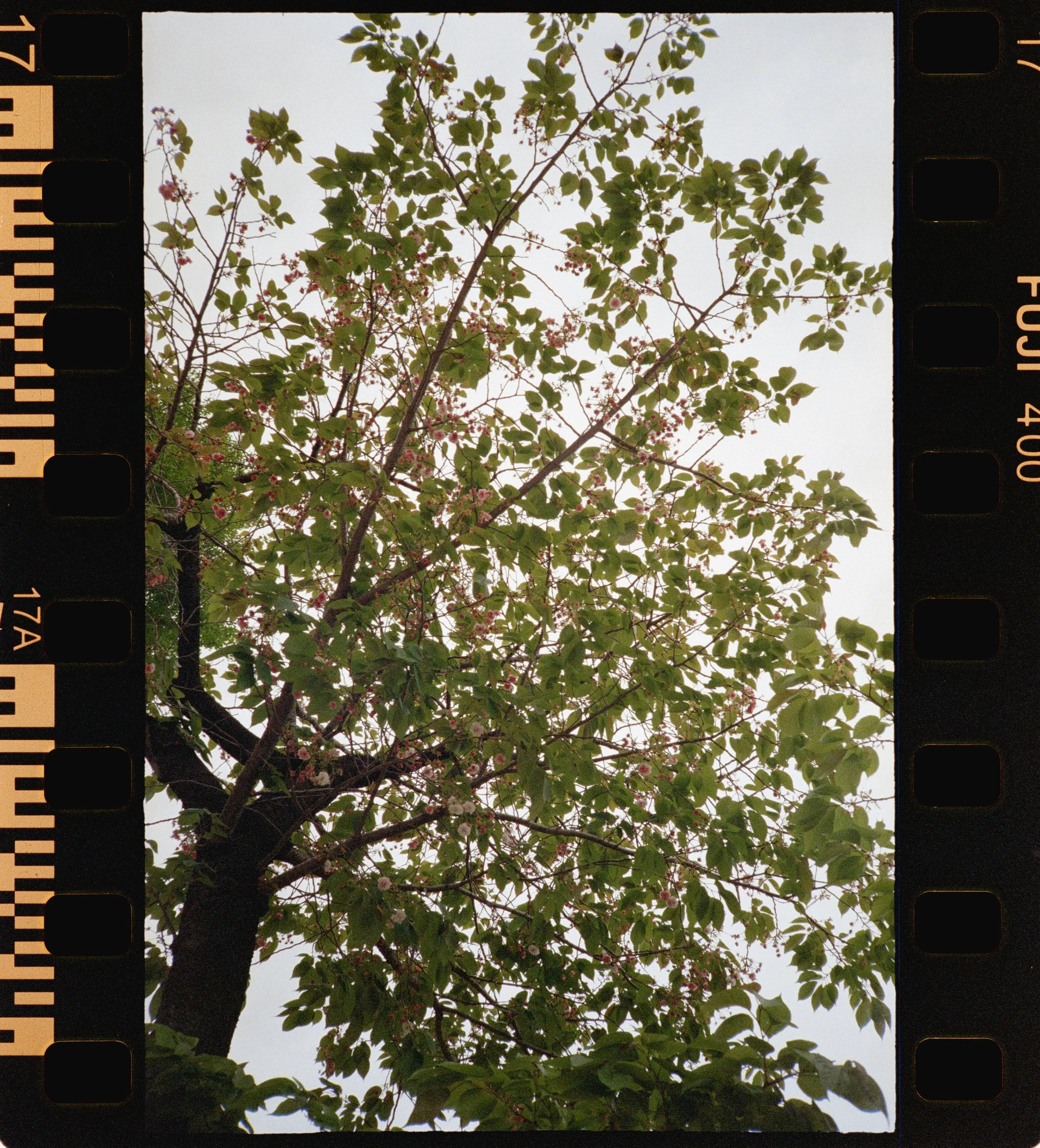 FUJI 400 (20 of 38).jpeg