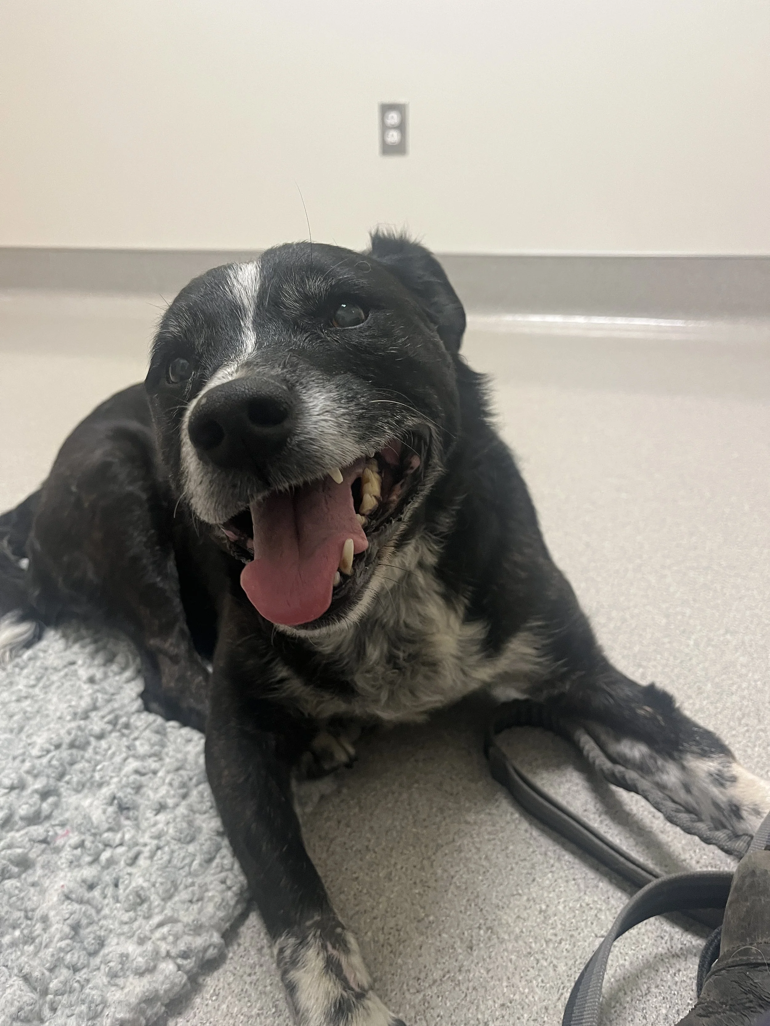 The Latest Rescue: The Sweetest Pea