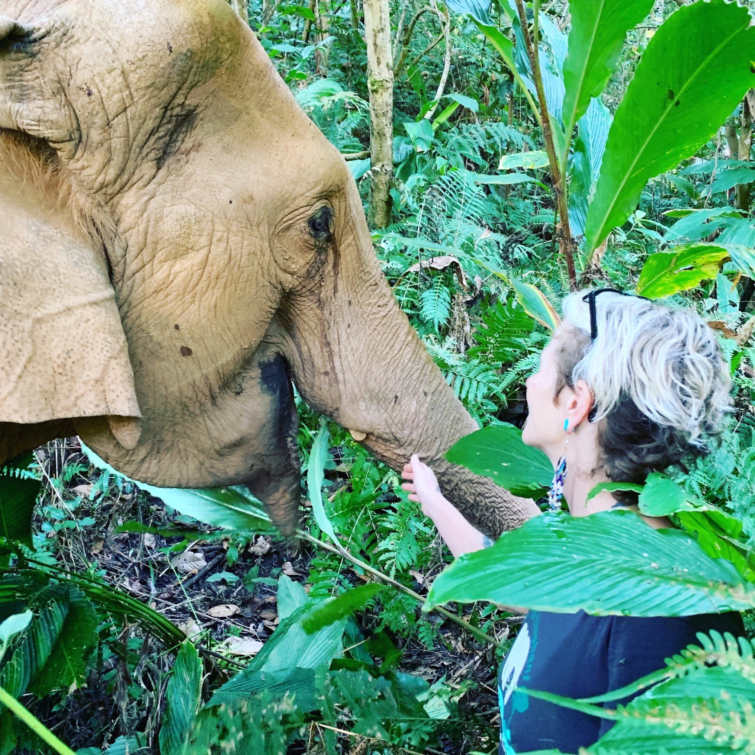 What the Elephants Taught Me: A Ten-Year Journey in Northern Thailand