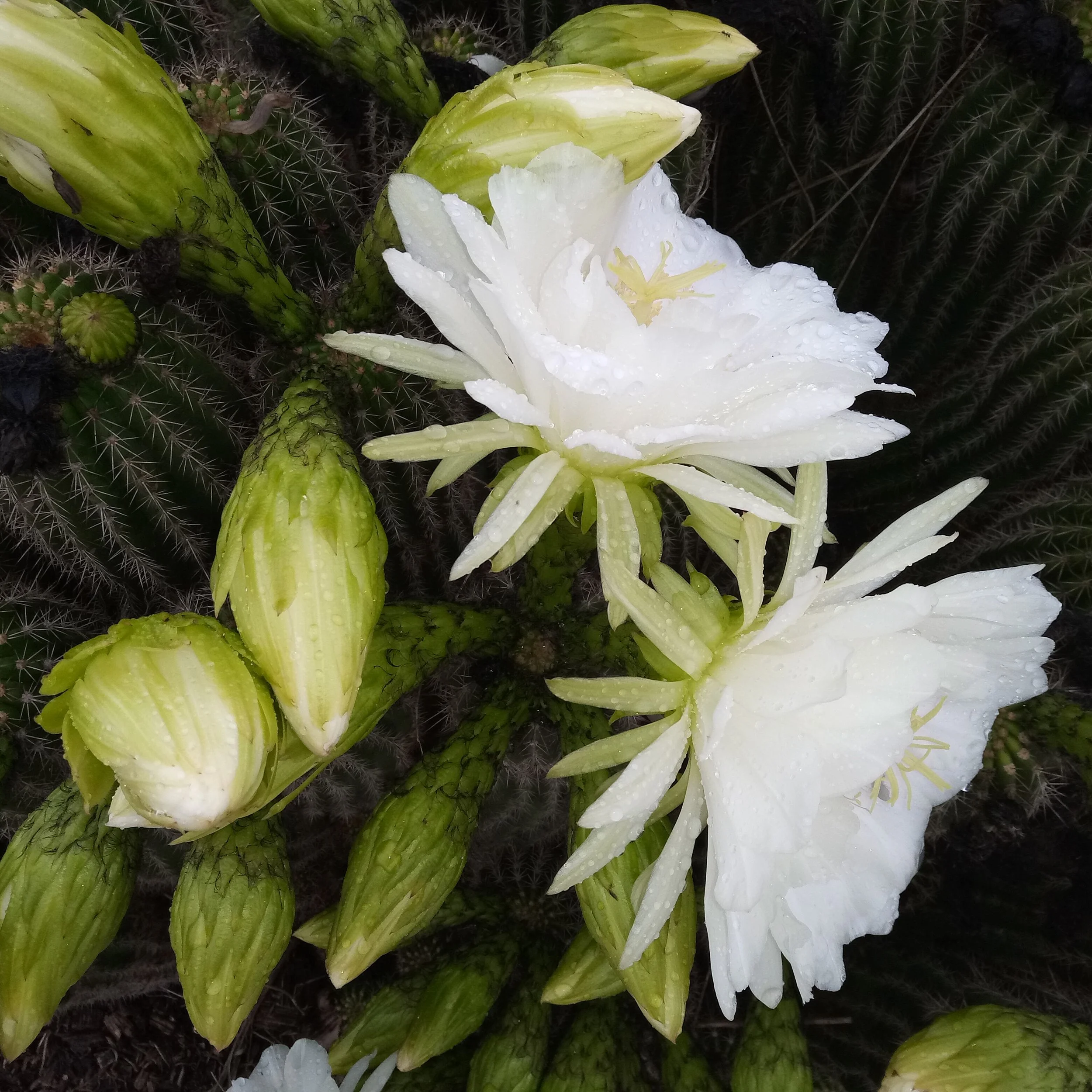 cactus flowering, stirling, canberra, 2021