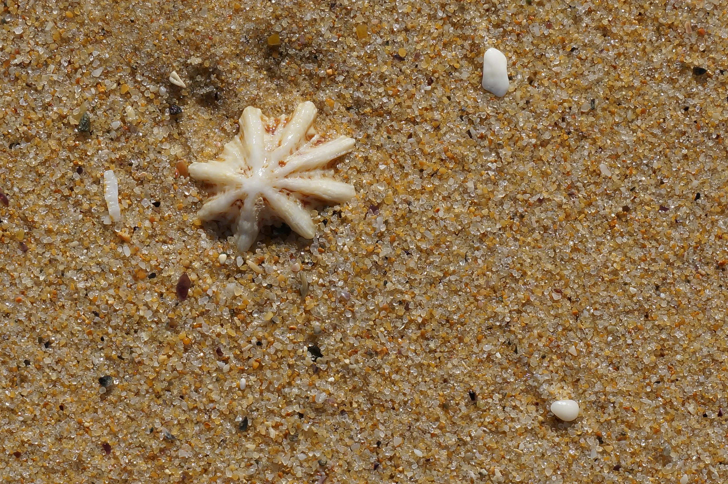 sand scene, mystery bay, new south wales, 2018