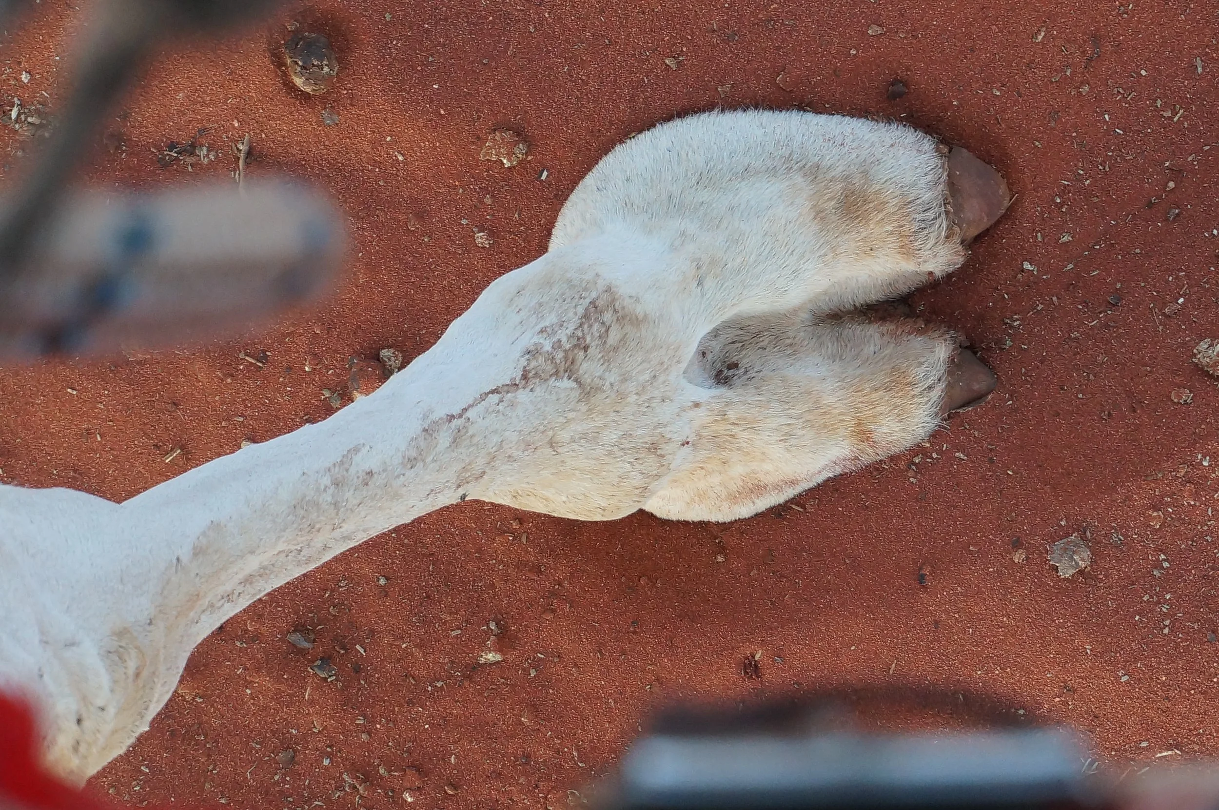 contact point, northern territory, 2021