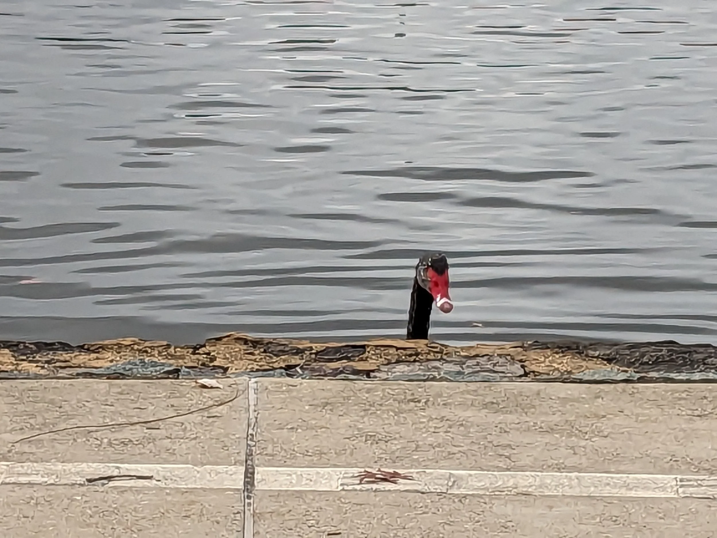 scene, lake burley griffin, canberra