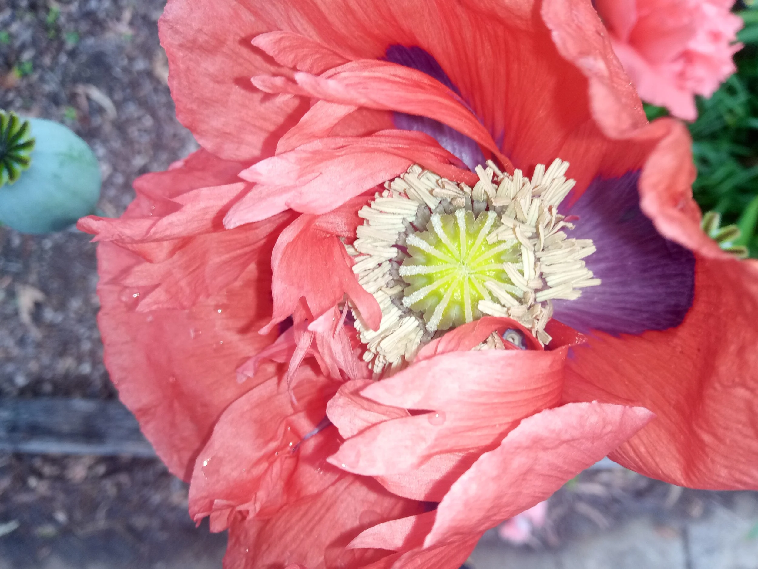 poppy, stirling, canberra, 2021