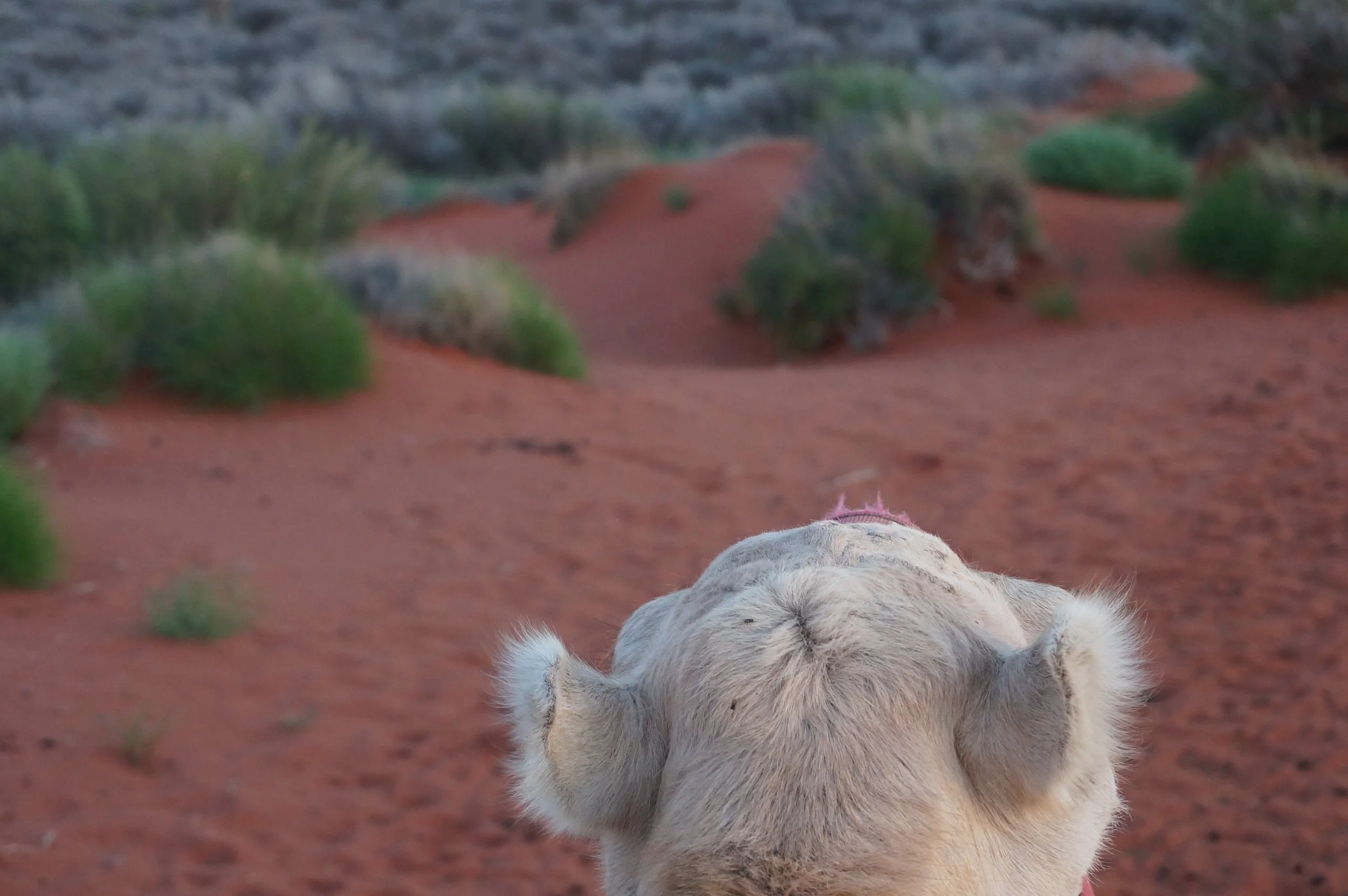 scene, northern territory, 2021