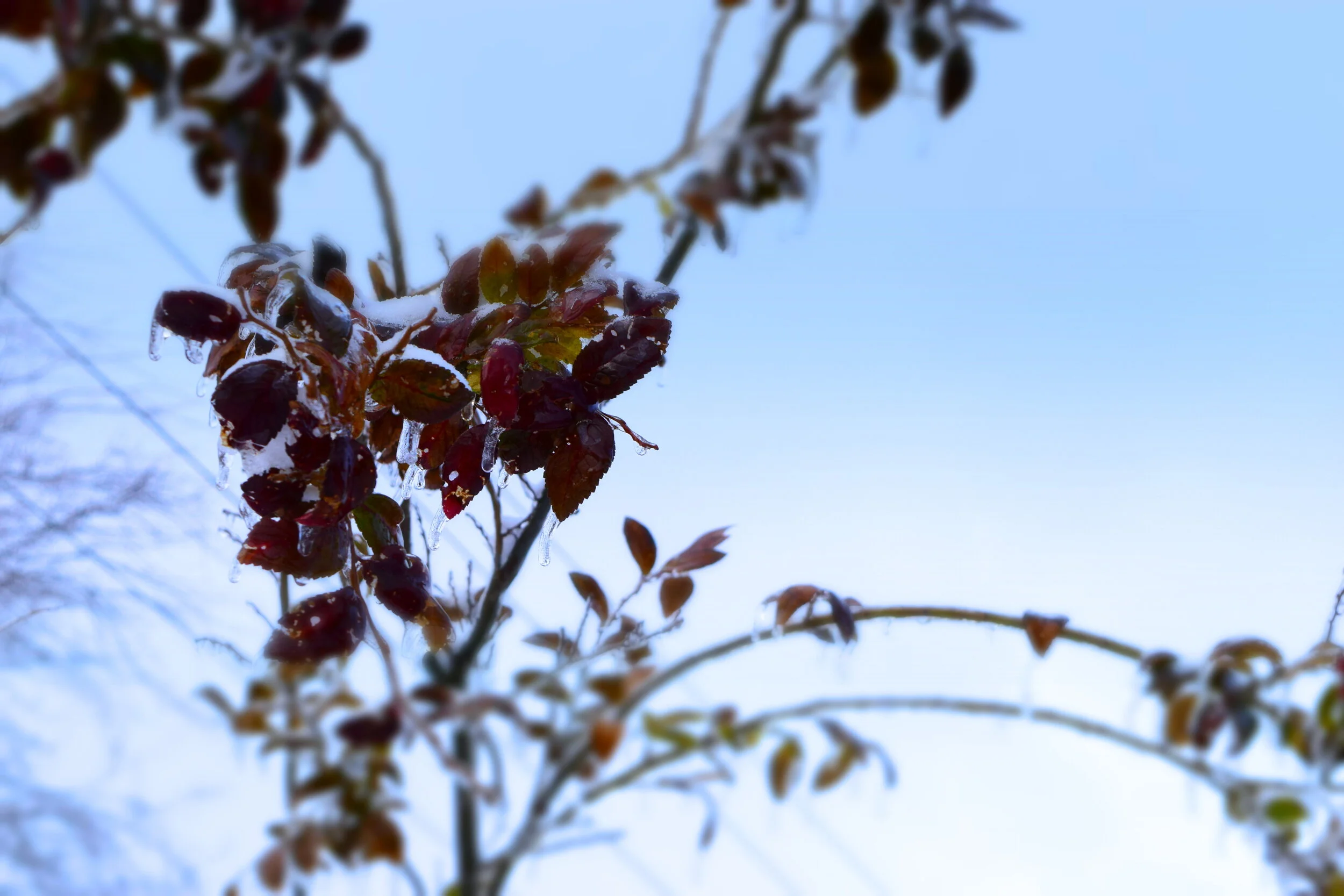 winter-frozen-in-time-2017.jpg