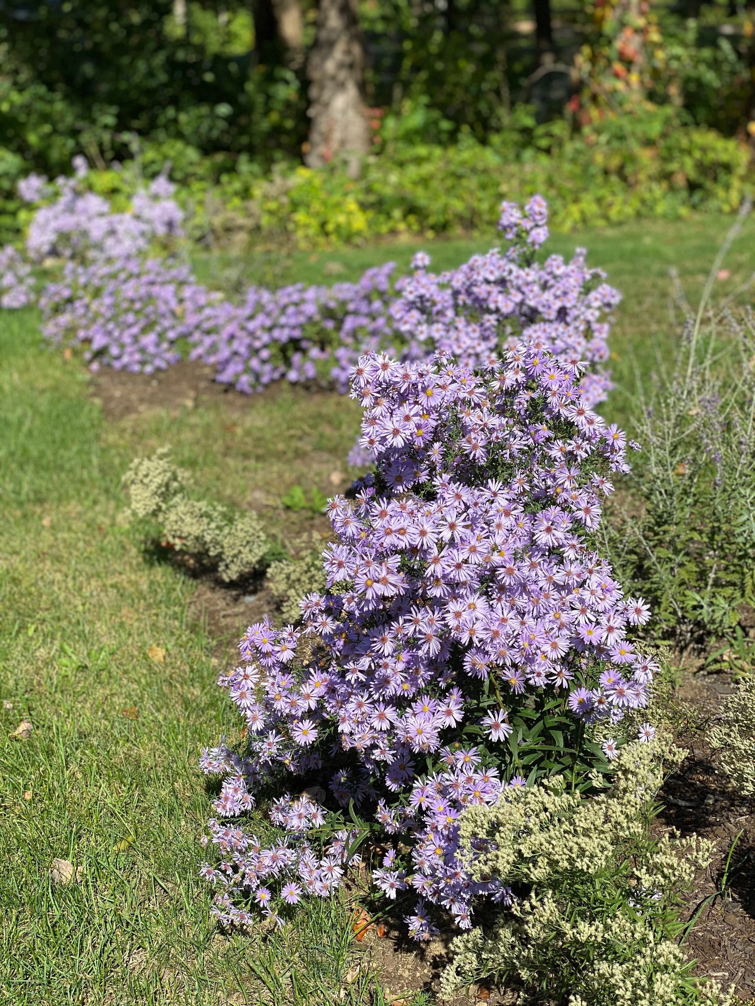 Aster.jpeg