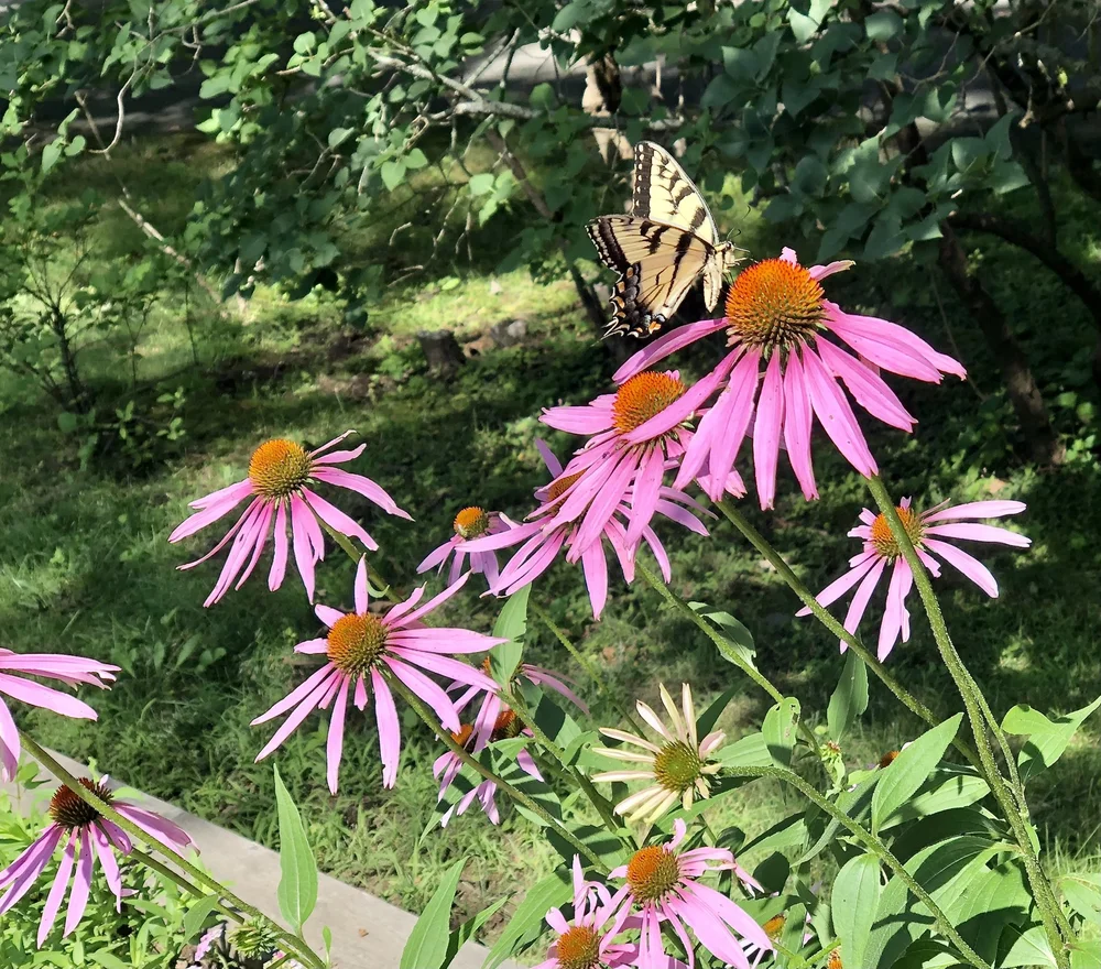 IMG_7764.jpeg