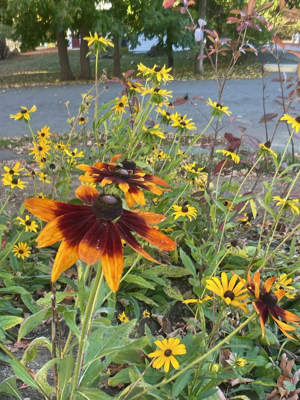 IMG_3149.jpeg