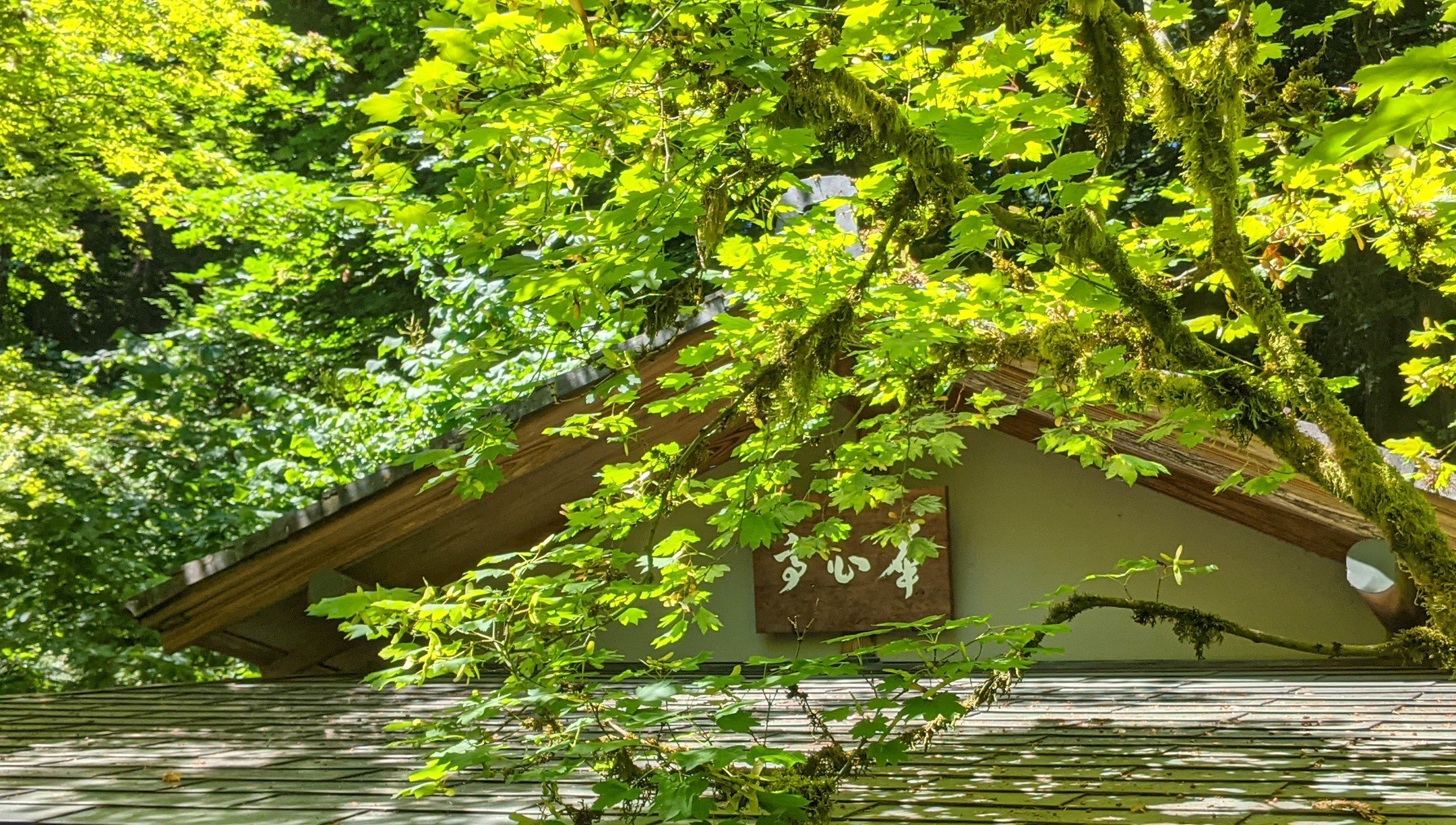 Kashintei, the Portland Japanese Garden's tea house.
Only roofs here, nestled in it's environment.
While surveying the garden's many structures this July.

#mokuchistudio

#portlandjapanesegarden 

#teahouse

#kashintei

#portlandoregon