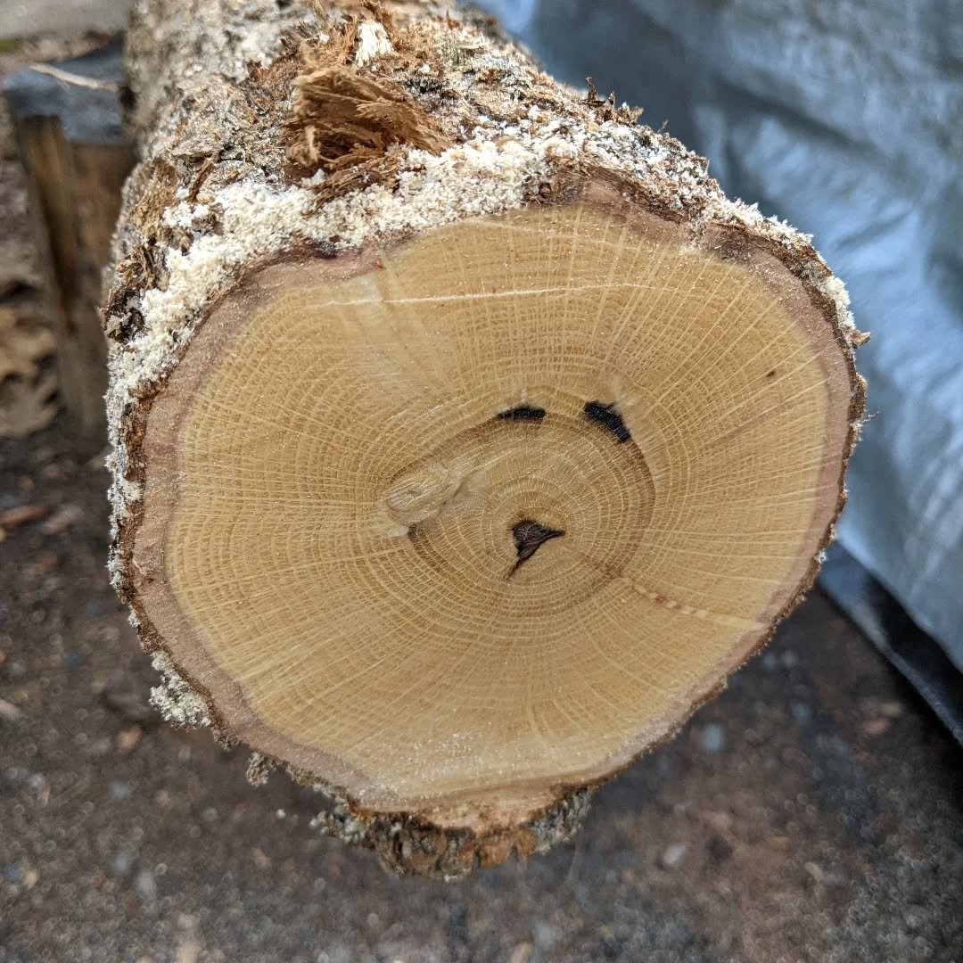 What beauty!

Slow  growing White Oak.

Future little post.

Likely adzed