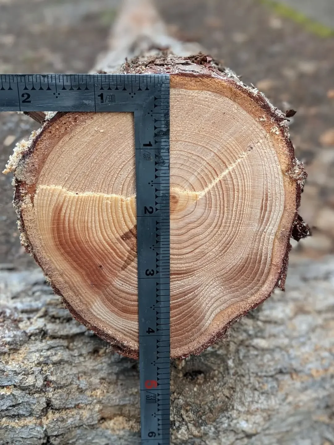 One can tell how a tree stood on a hillside by the offset of the pith/center. 

#mokuchistudio 

#mokuchiwoodworking 

#treewisdom 

#readingatree

#insencecedar