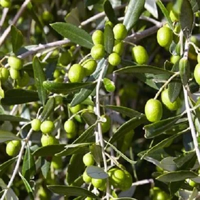 TARAGO OLIVES