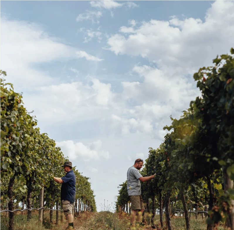 February Feature at Wine House!