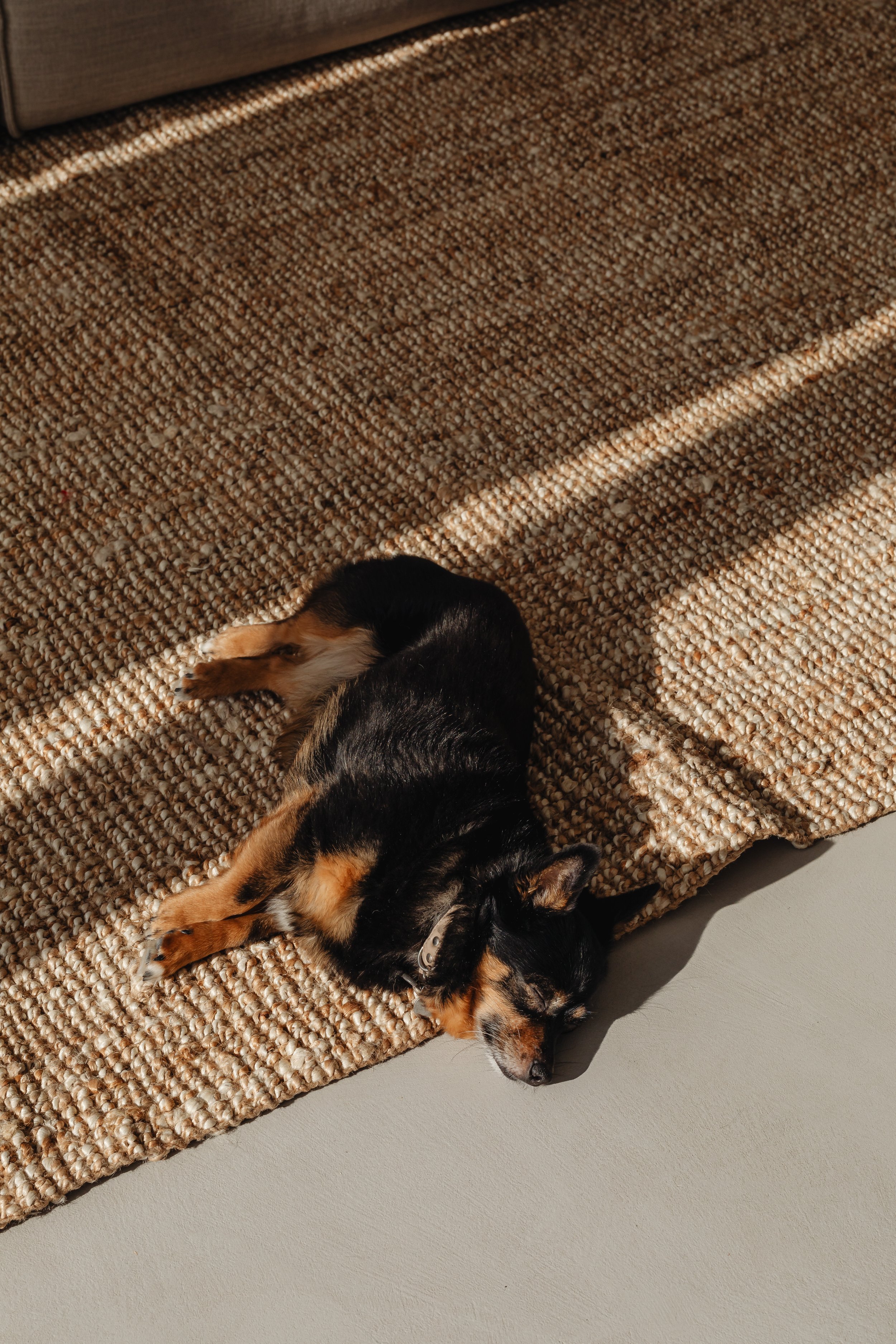 Pet hair removal-upholstery vacuuming-Toronto home