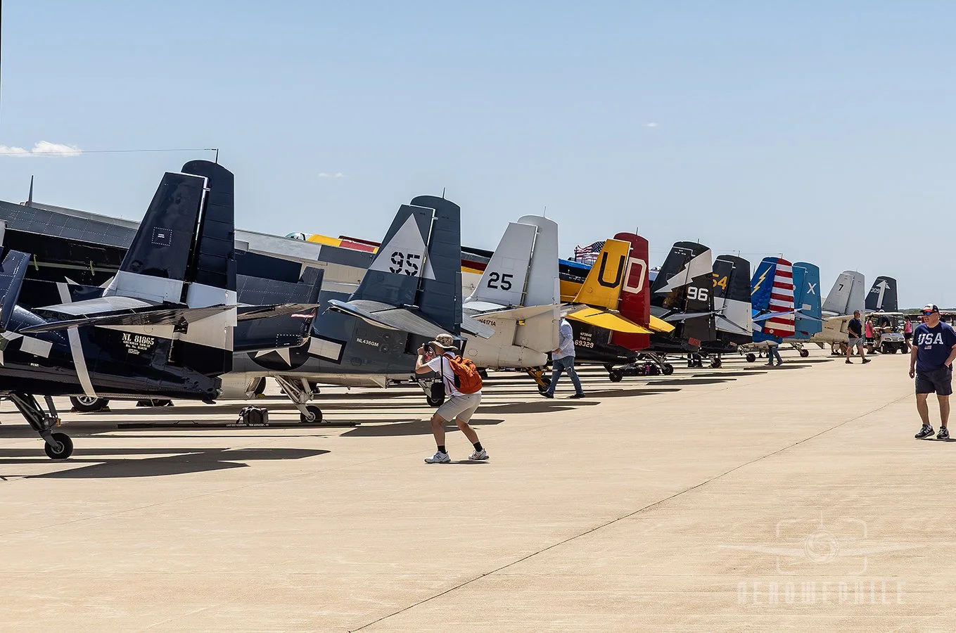 All the pretty Turkey Tails lined up in a row.