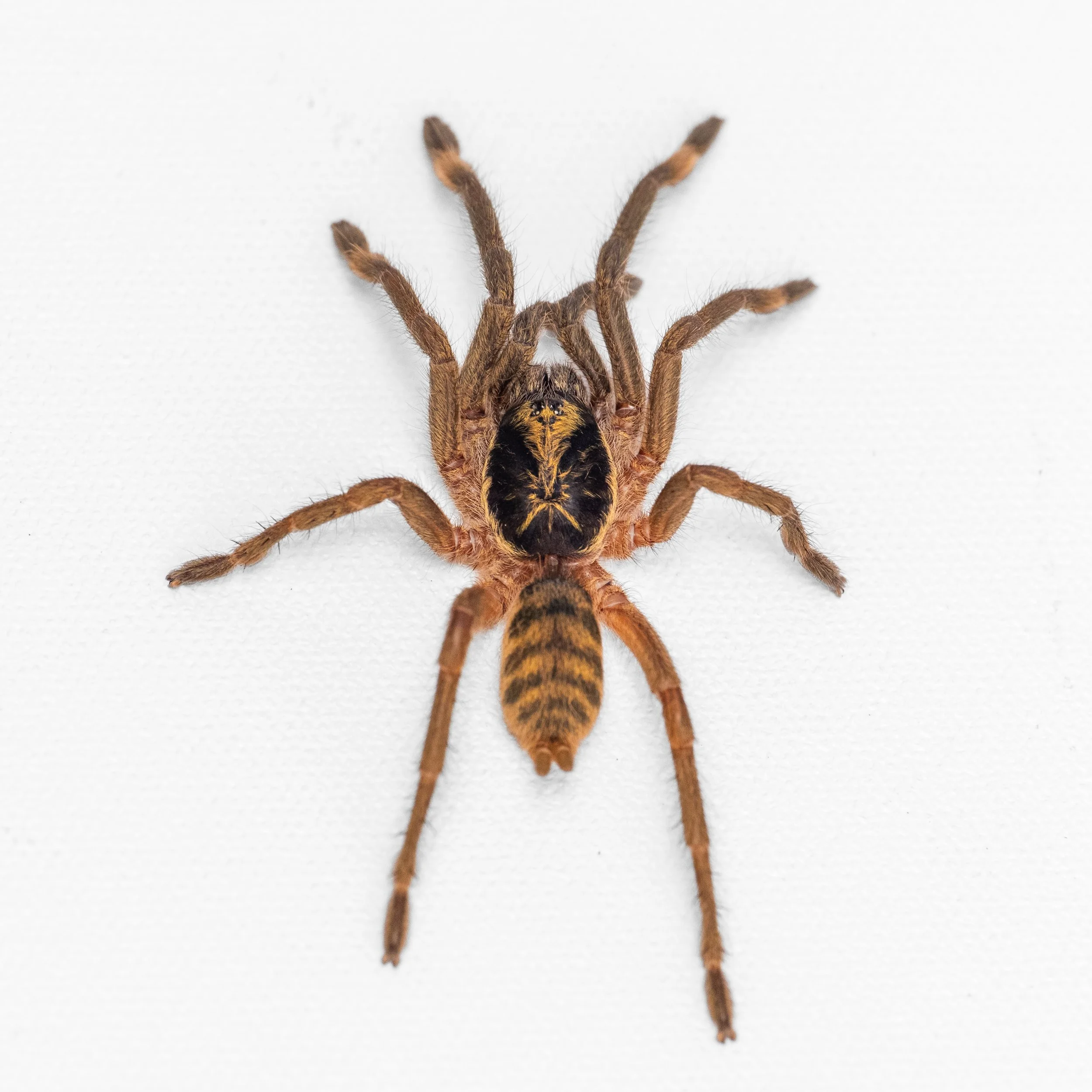 Neoholothele incei "Olive" - Trinidad Olive - 1-1.5" w/ Tarantula Cribs Small Slider