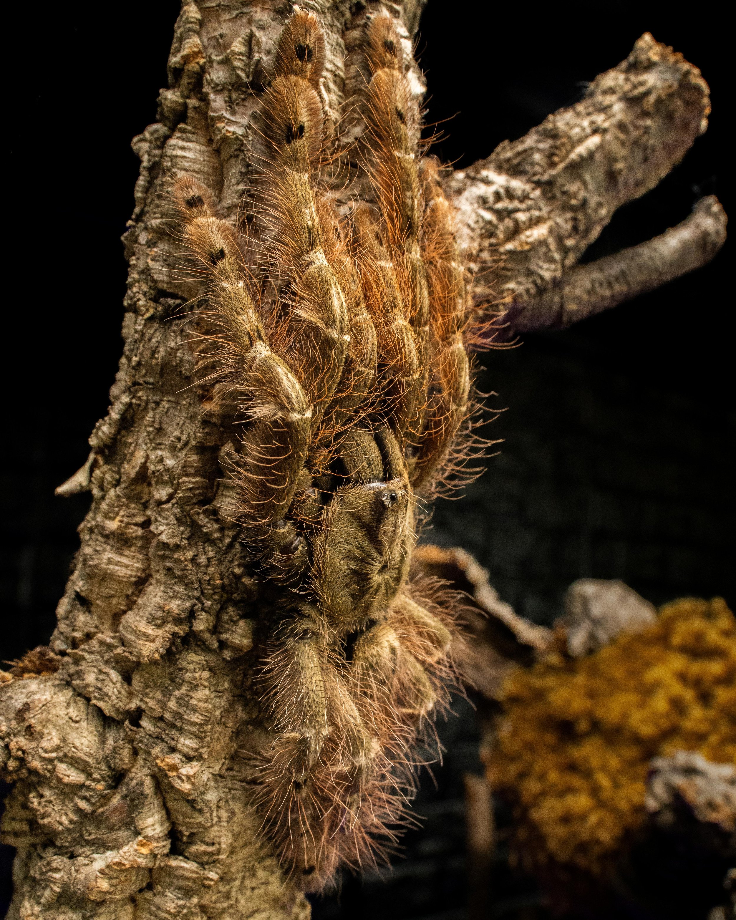 Stromatopelma calceatum - Featherleg Baboon - 1-1.5" Spiderling