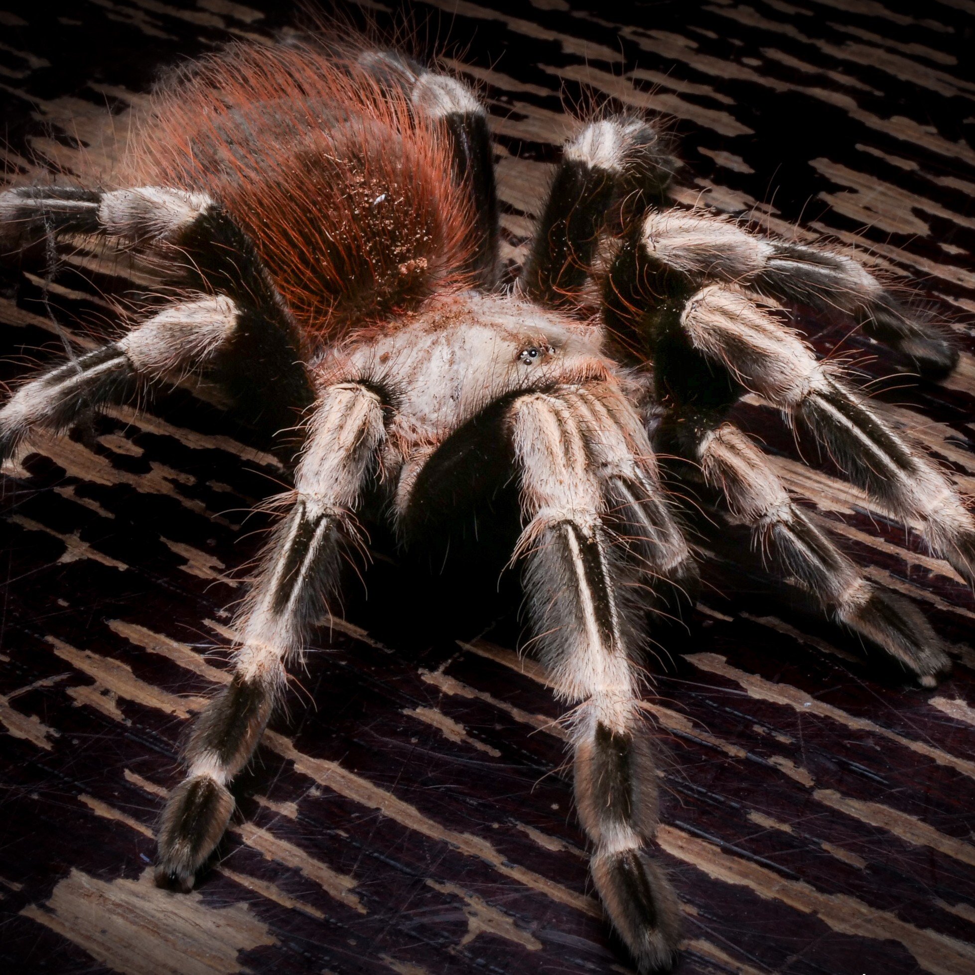 acanthoscurria_geniculata_1.jpg