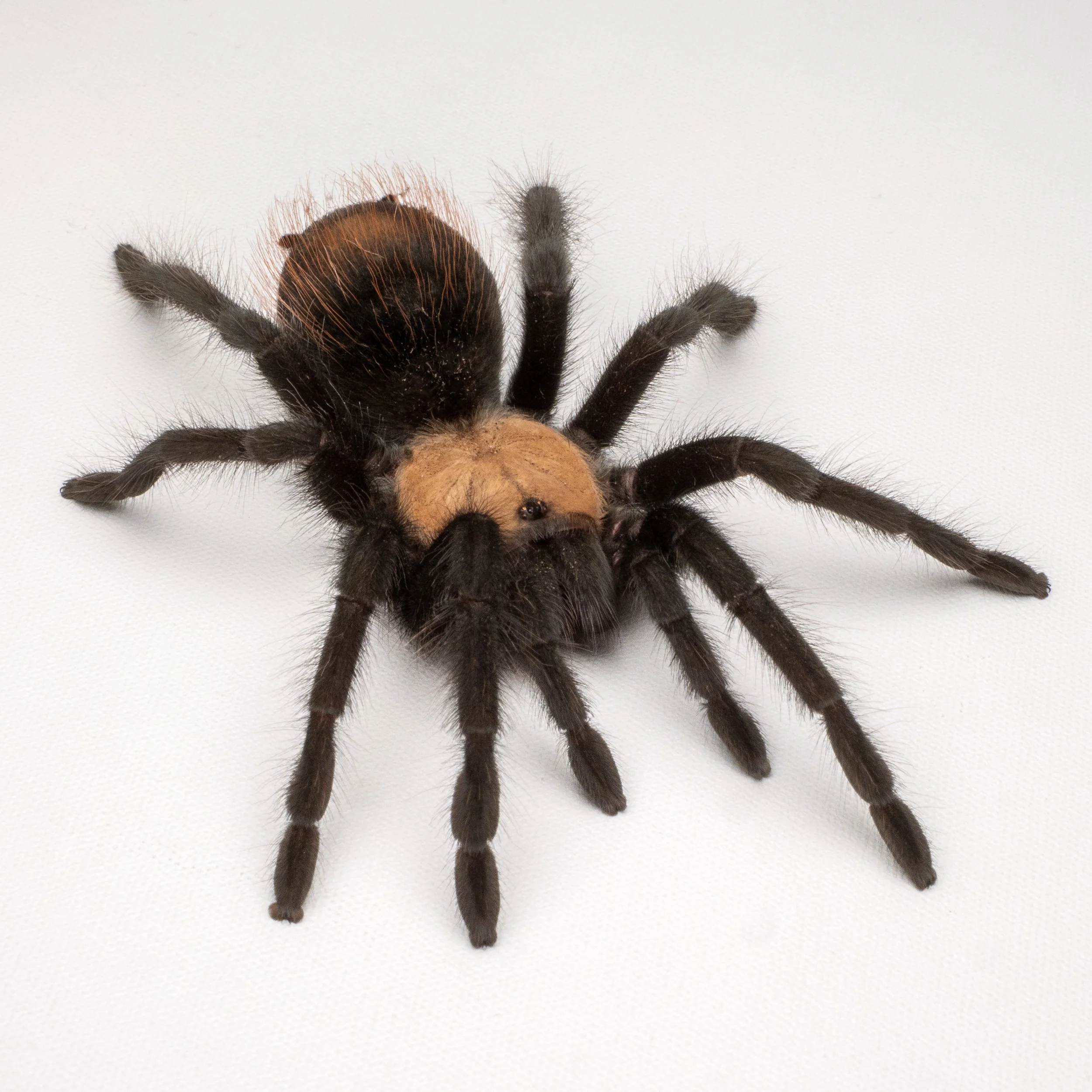 Golden Red Rump Tarantula (Brachypelma albiceps) Care — The Tarantula ...