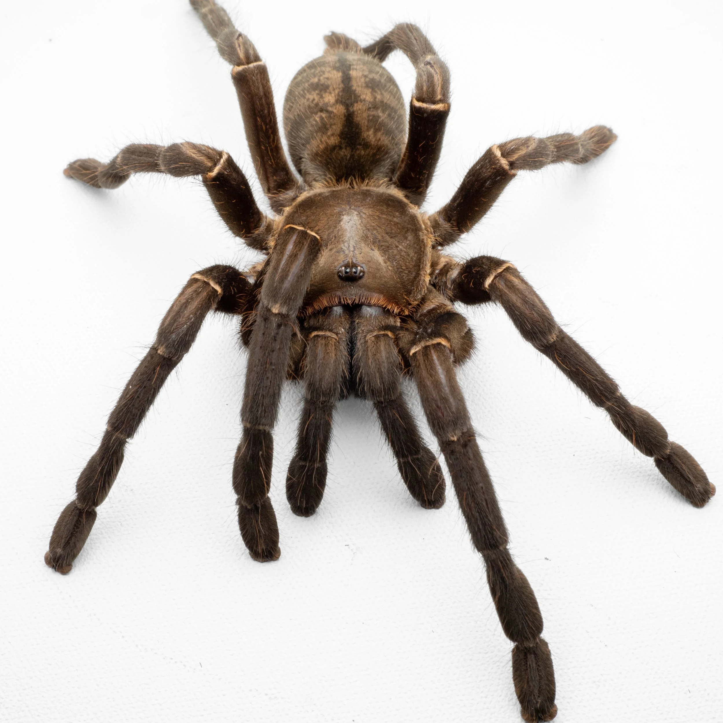 Melopoeus vonwirthi - Vietnam Black - 5" Female w/ Glass Fossorial Enclosure