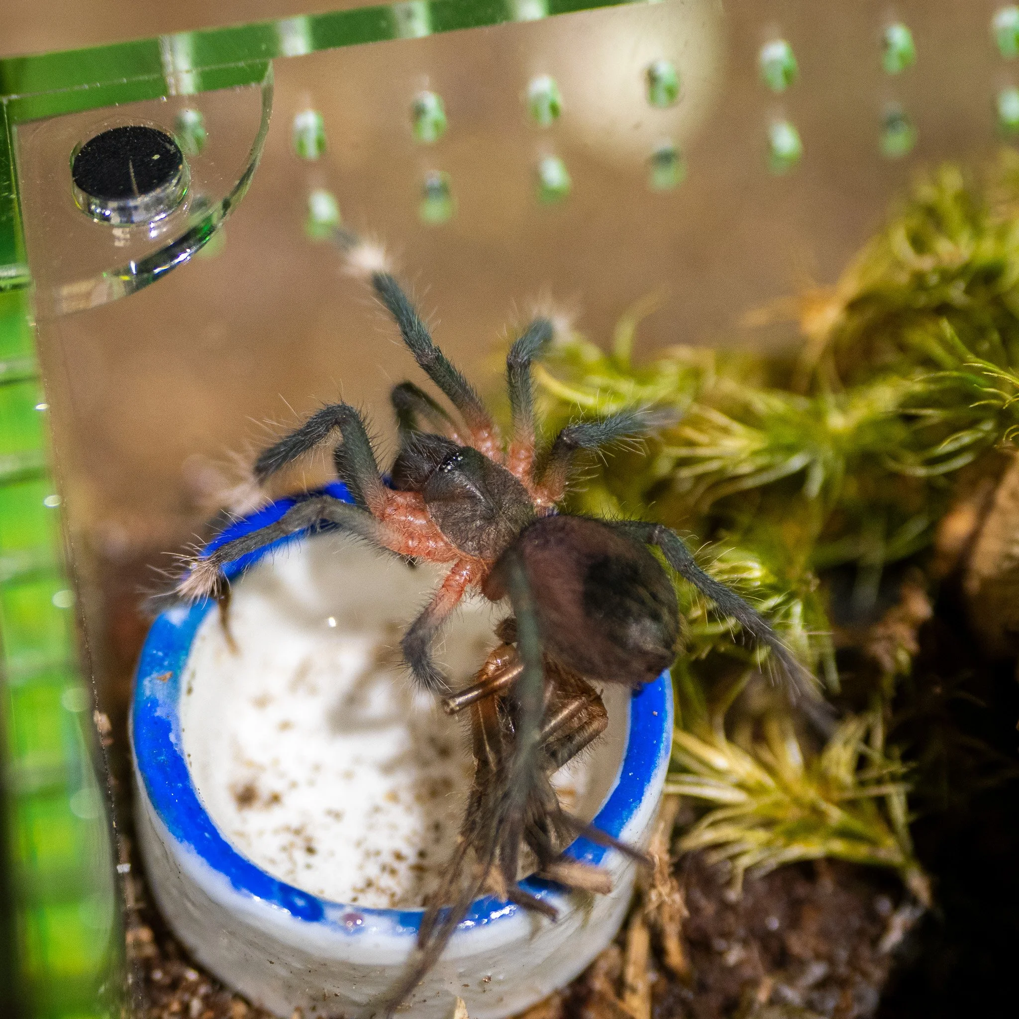 Sericopelma melanotarsum - Costa Rican Coffee Tarantula