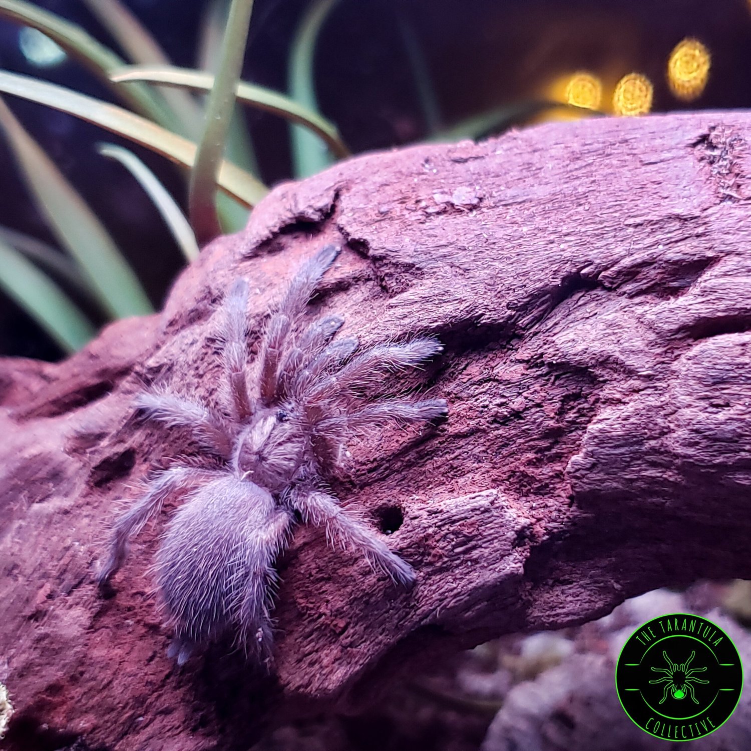 Chilean Rose Hair Care — The Tarantula Collective