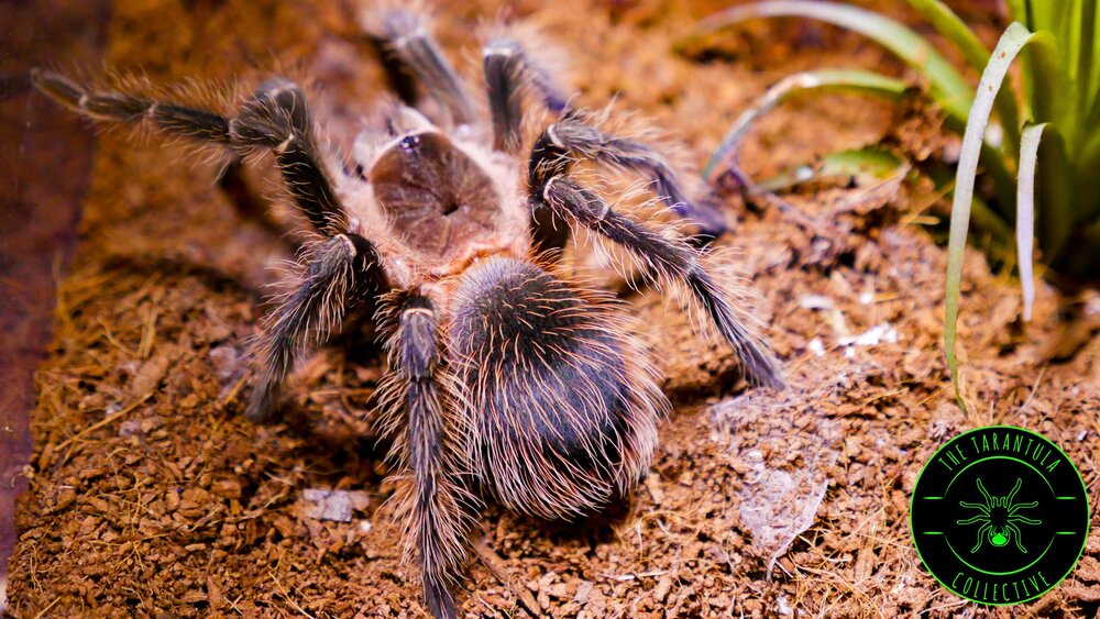 Top 10 Biggest Spiders in the World - Brazilian salmon pink bird-eating spider