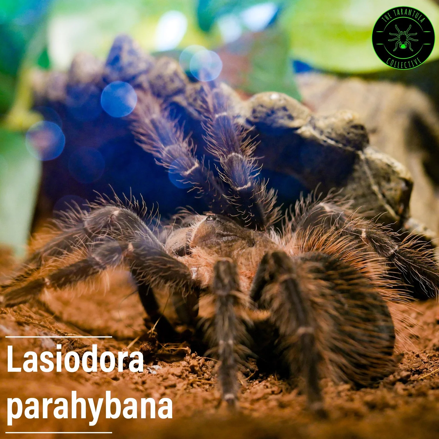 Salmon Pink Birdeater Tarantula (Lasiodora parahybana) Care — The ...