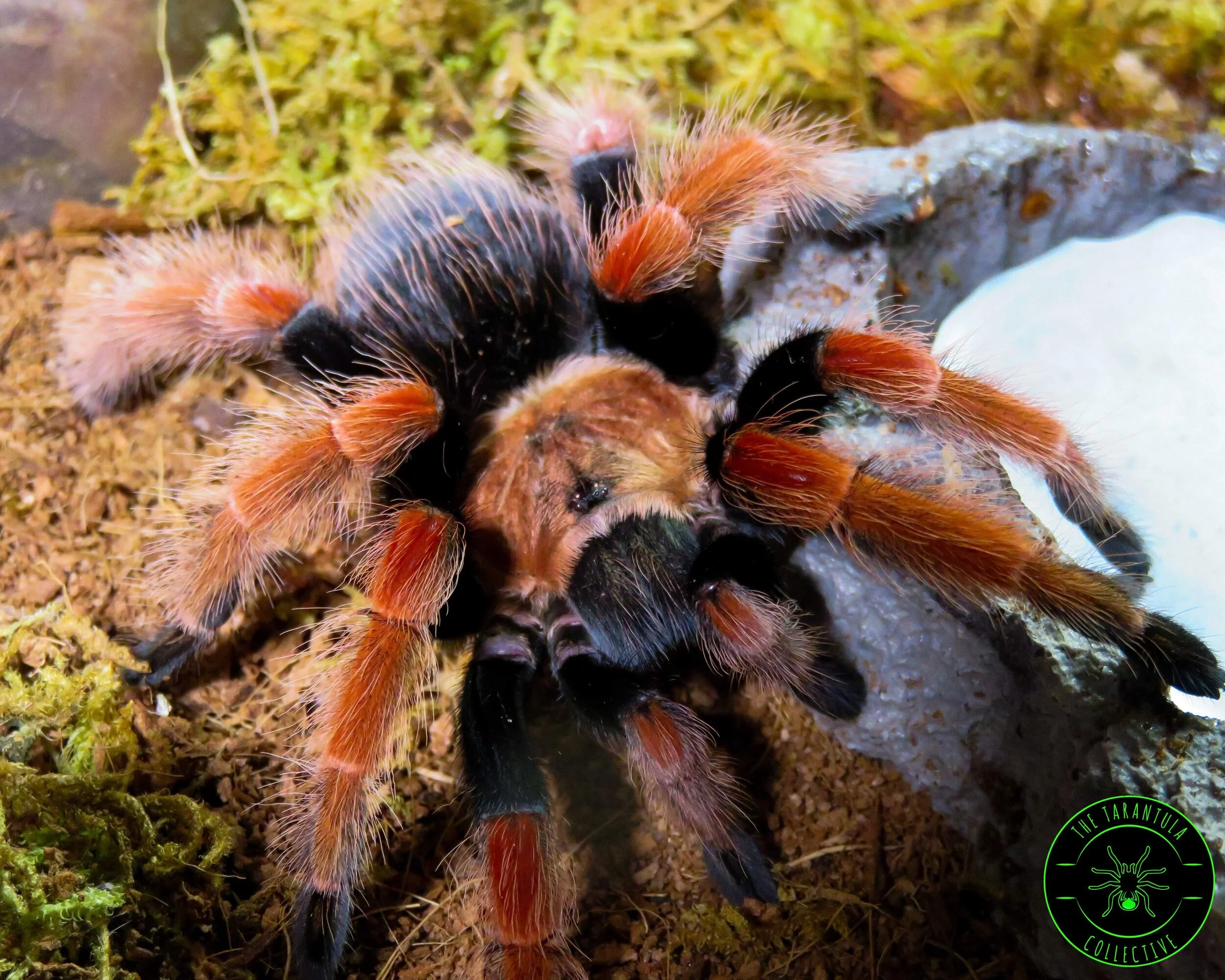 Mexican Fireleg Tarantula (Brachypelma boehmei) — The Tarantula Collective