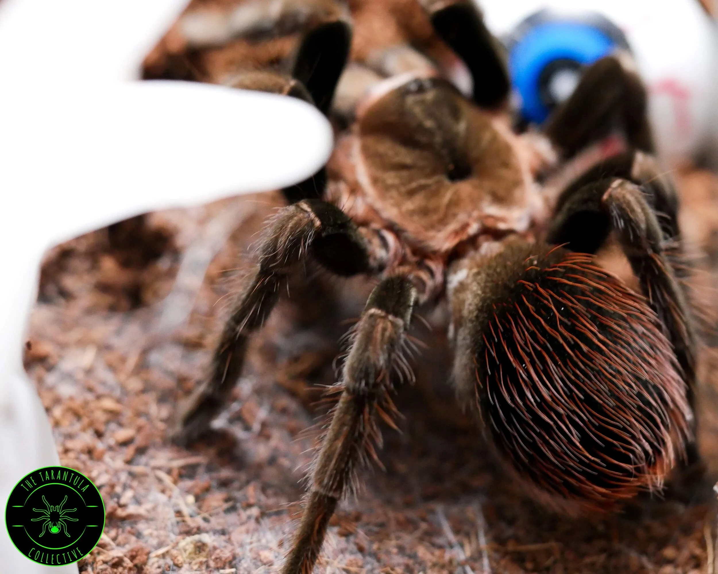 Mexican Red Rump Tarantula (Tliltocatl vagans) Care — The Tarantula ...