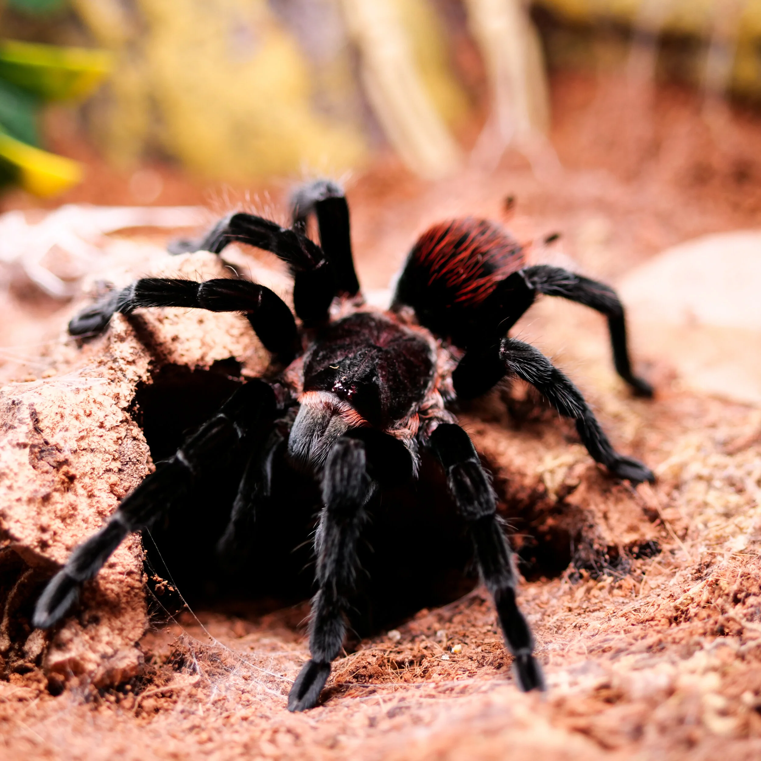 Mexican Red Rump Tarantula (Tliltocatl vagans) Care — The Tarantula ...