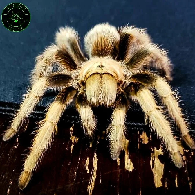 Arizona Blond Tarantula (Aphonopelma chalcodes) care — The Tarantula