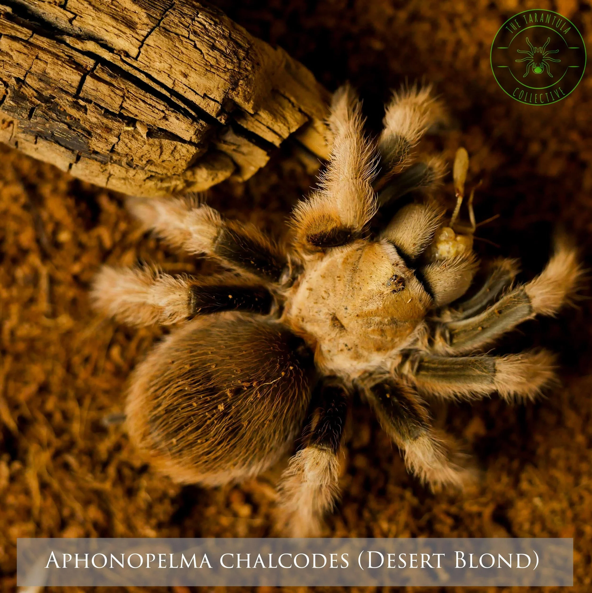 Arizona Blond Tarantula (Aphonopelma chalcodes) care — The Tarantula