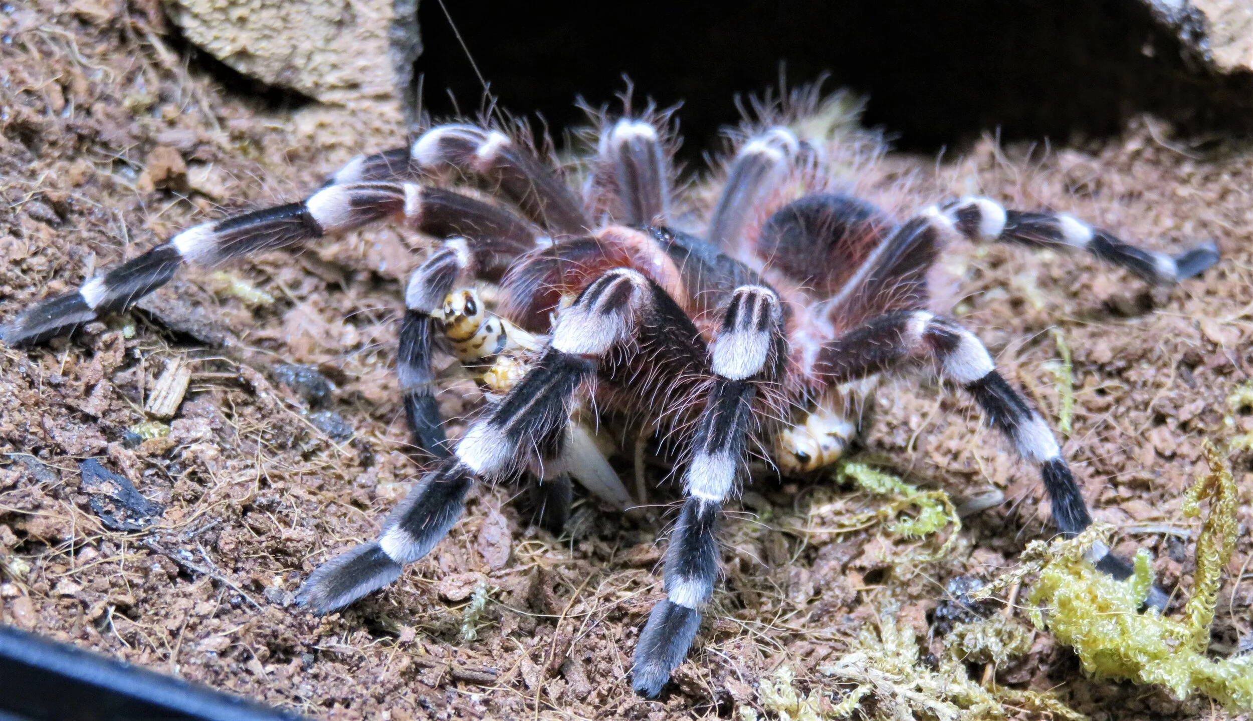 Brazilian White Knee Tarantula (Acanthoscuria geniculata) care — The