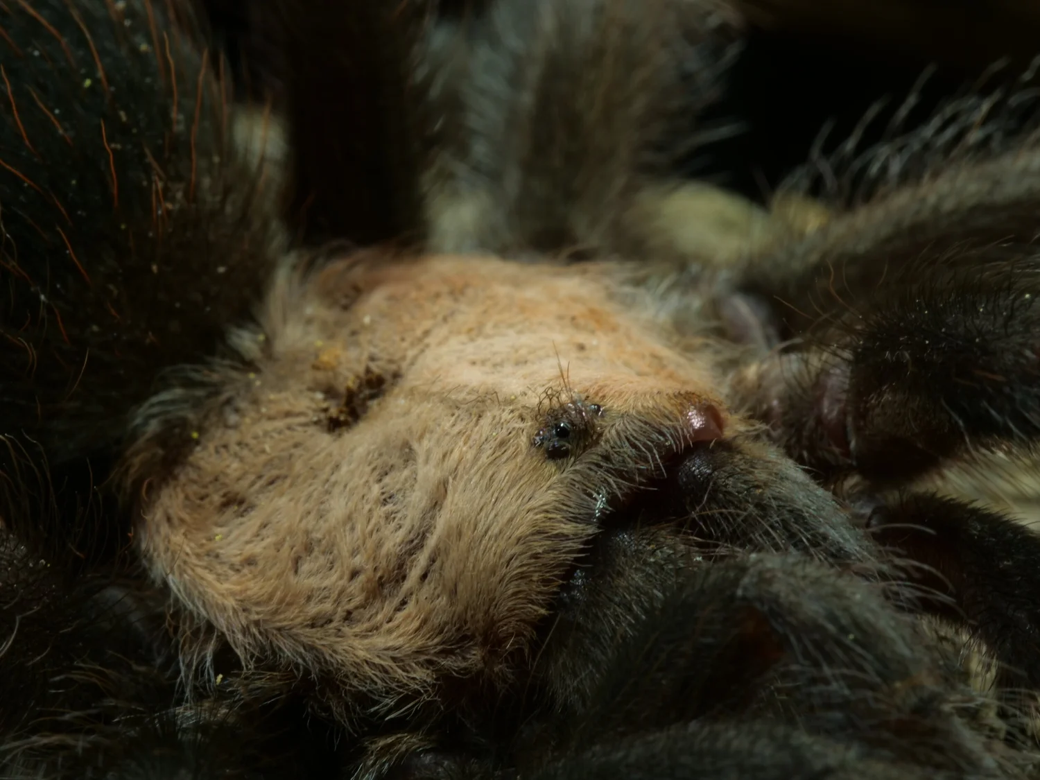 Golden Red Rump Tarantula (Brachypelma albiceps) Care — The Tarantula ...