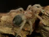 Golden Red Rump Tarantula (Brachypelma albiceps) Care — The Tarantula ...