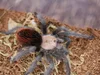 Golden Red Rump Tarantula (Brachypelma albiceps) Care — The Tarantula ...