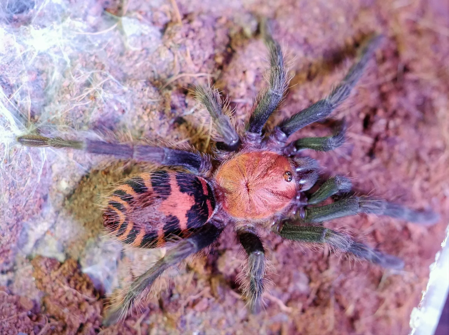 Tiger Rump Guatemalan Tiger Rump Tarantula (Davus pentaloris) Care — The Tarantula ...