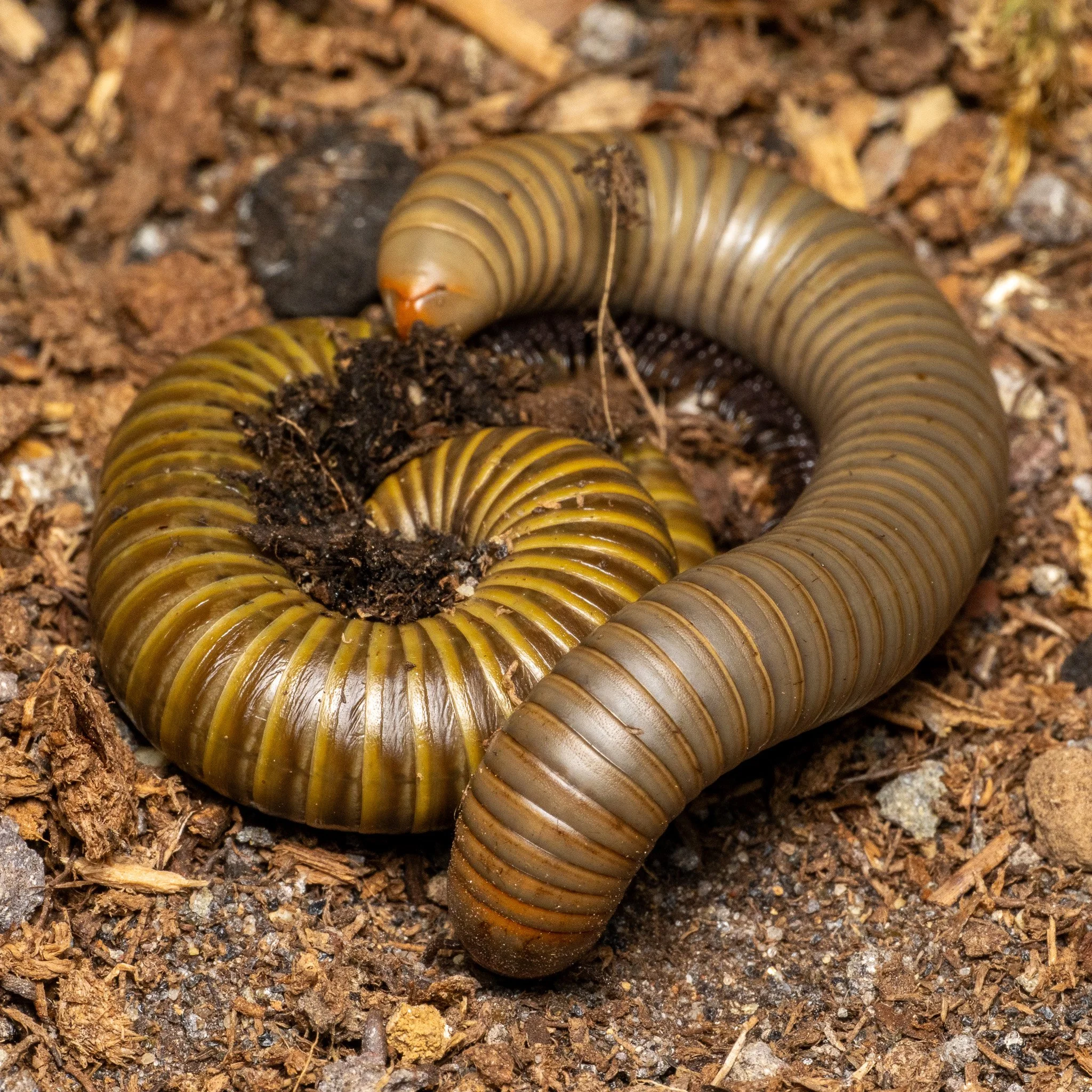 Narceus gordanus - Smokey Oak Millipede