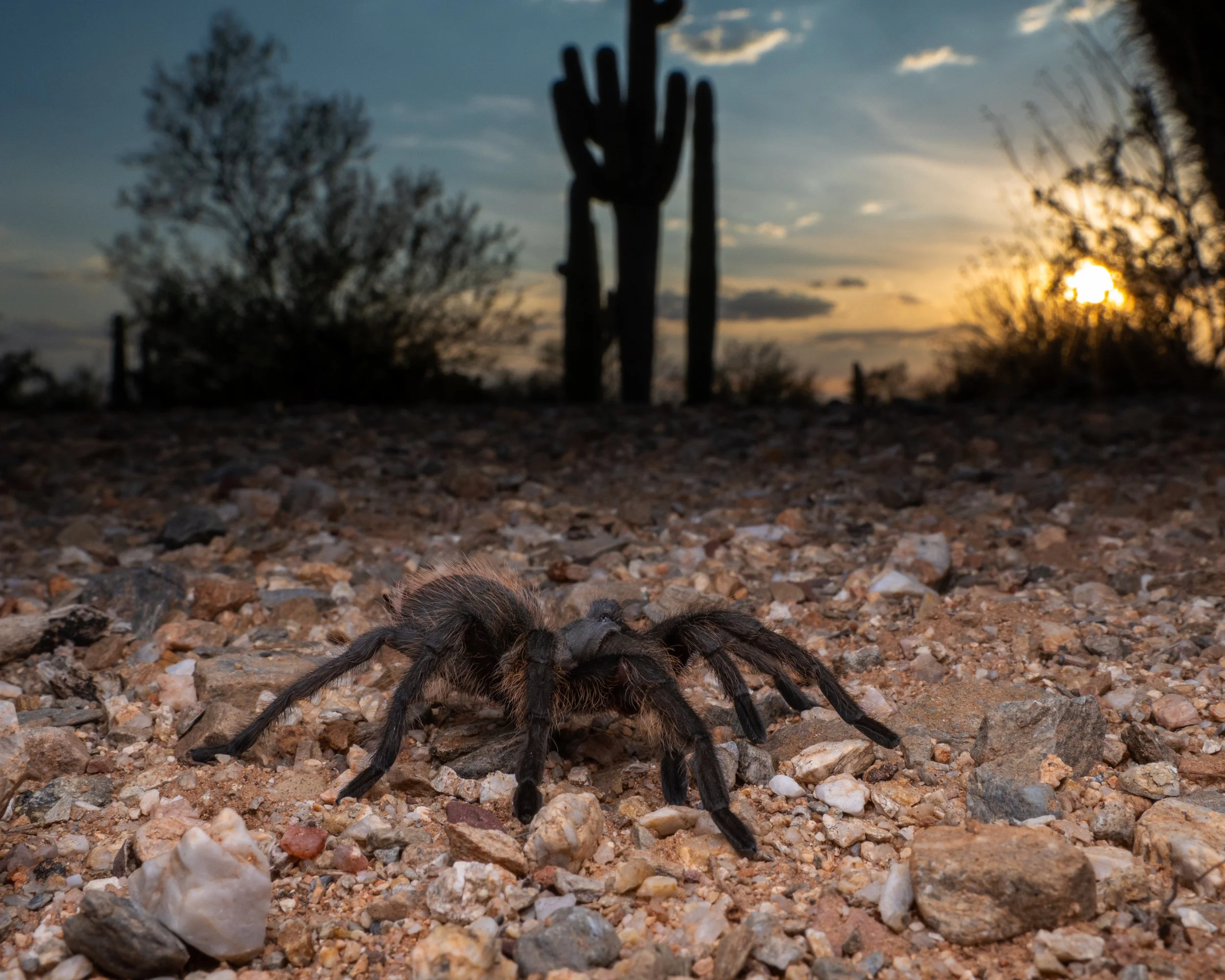 Do Tarantulas Know Where They’re Going?