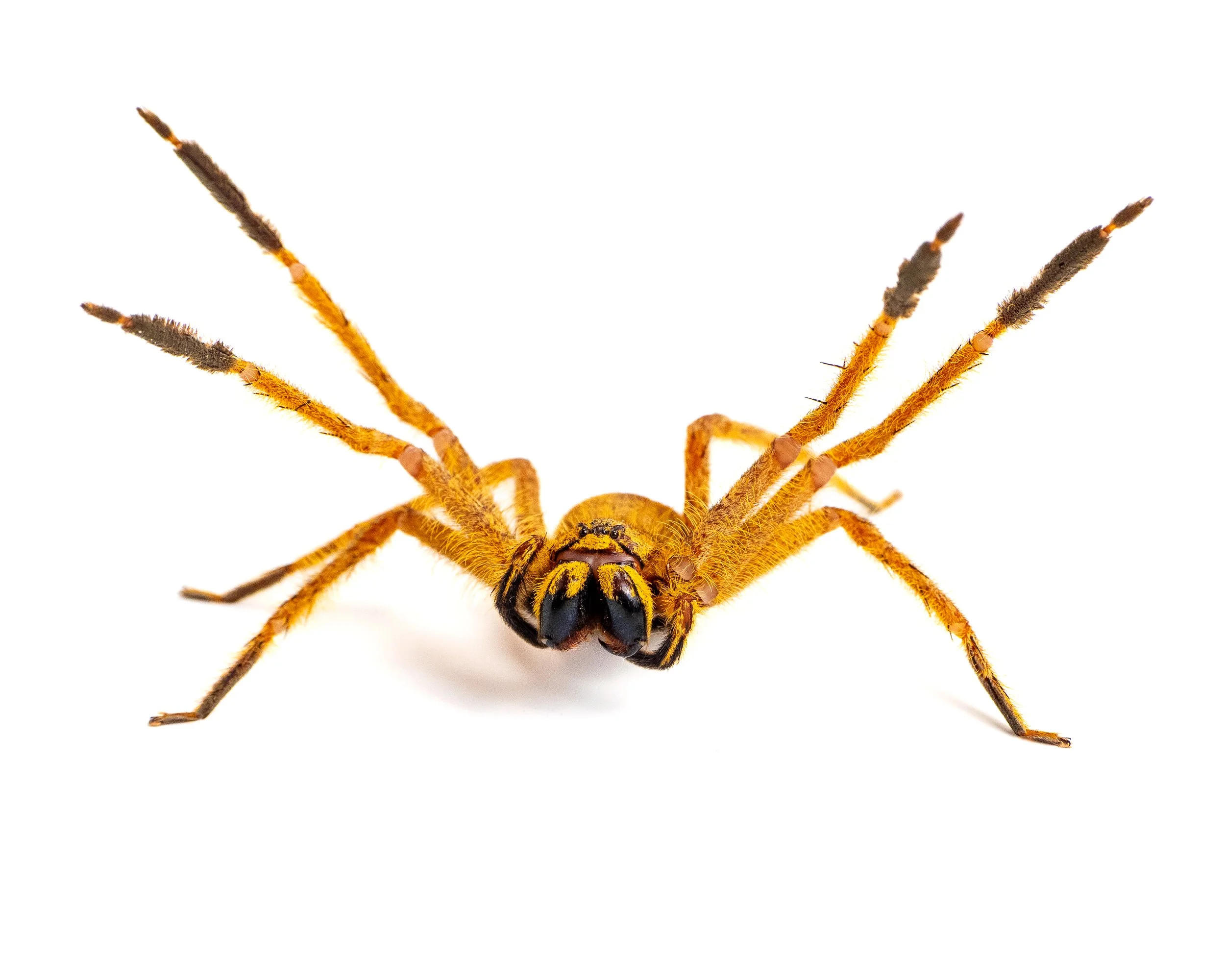 The Real Reason People Fear Spiders