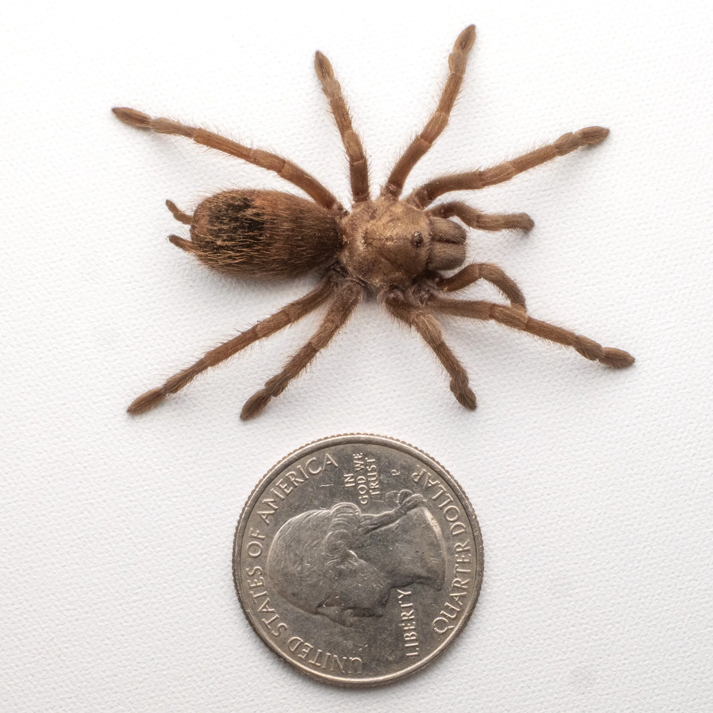 How to Feed Spiderlings and Scorplings