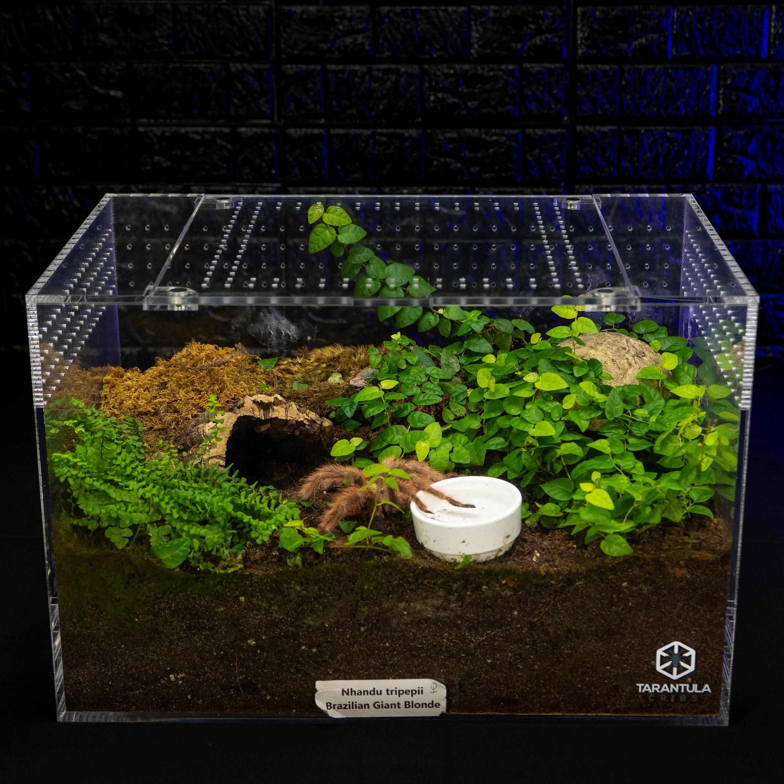 How Big Should a Tarantula Enclosure Be?