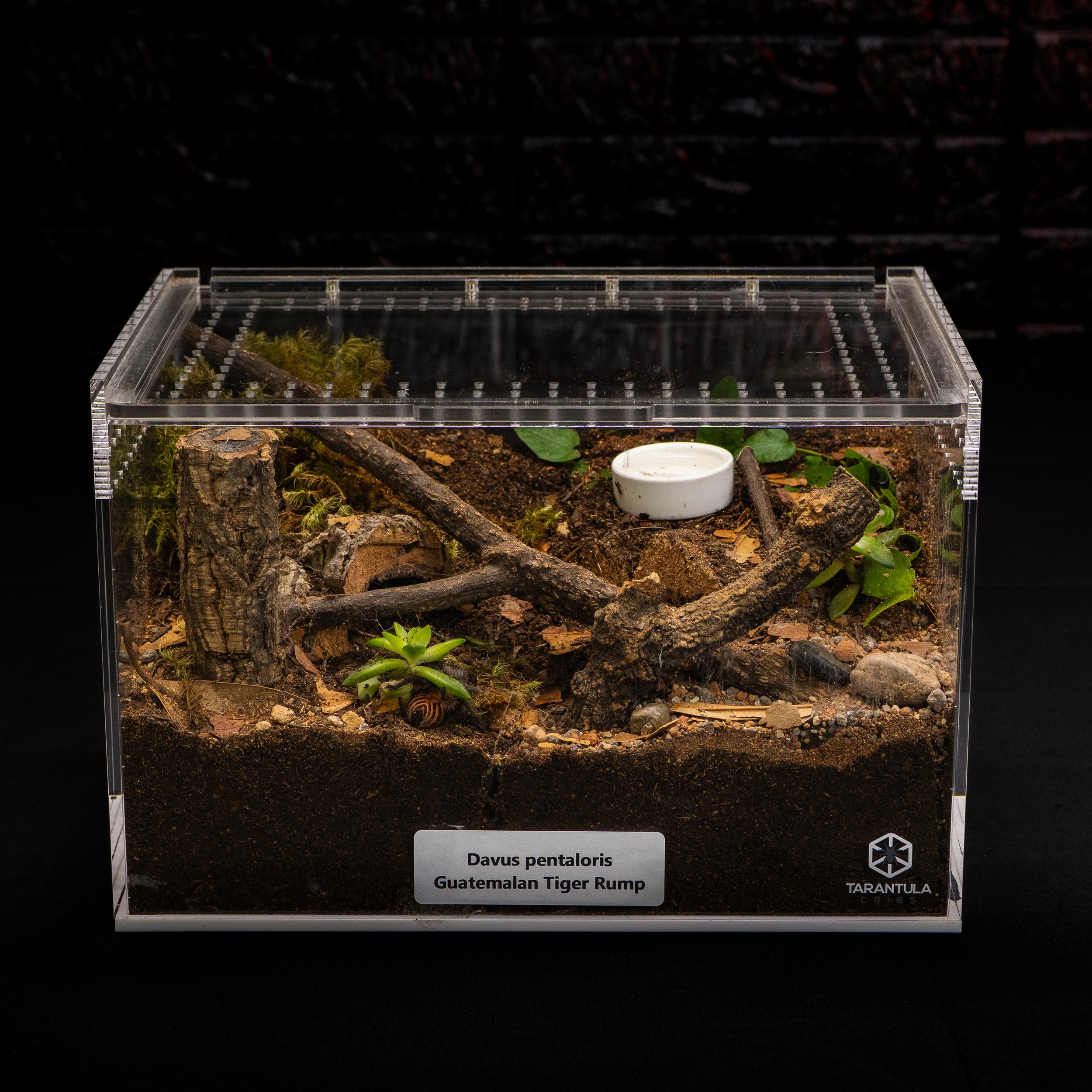 Tarantulas and Humidity: Why We Overthink It