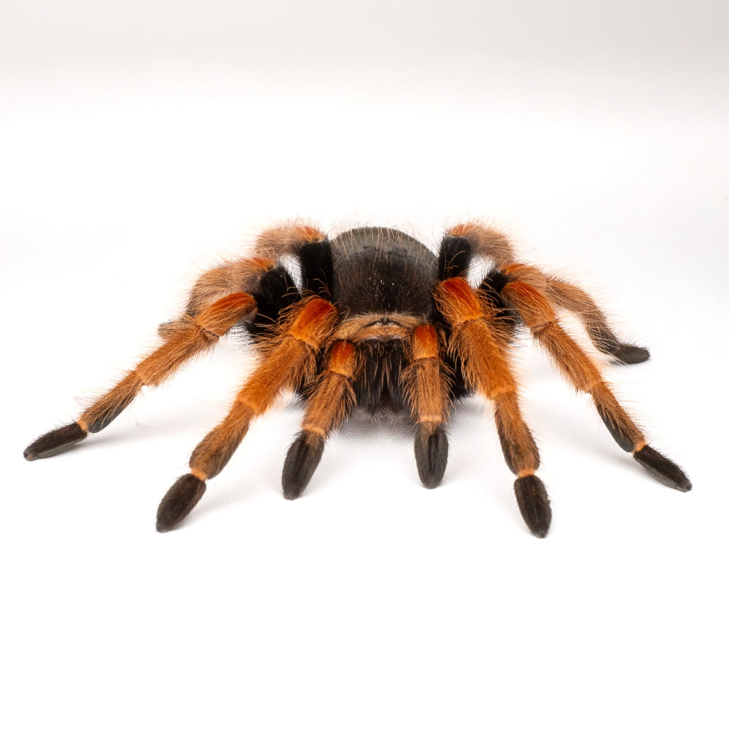 Tarantulas and Temperature: The Winter Myth That Gets Spiders Killed
